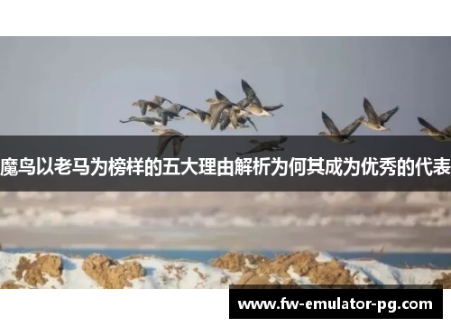魔鸟以老马为榜样的五大理由解析为何其成为优秀的代表 魔鸟以老马为榜样的五大理由解析为何其成为优秀的代表